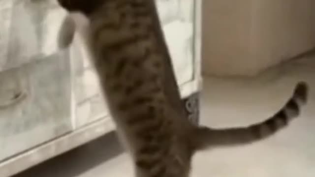 Funny animals (cute Cats)