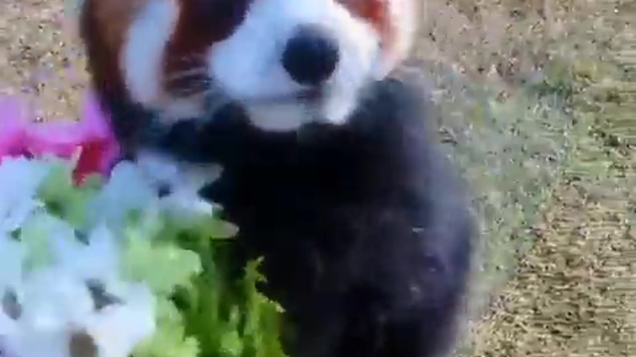 Cute red Panda brought you Flowers