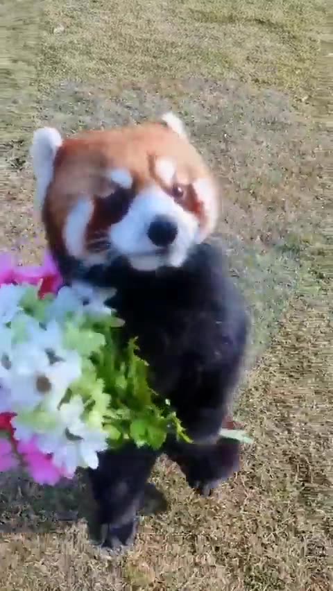 Cute red Panda brought you Flowers