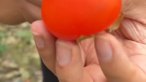 Amazing fruit garden