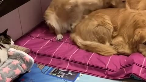 Cute Cat and Dogs