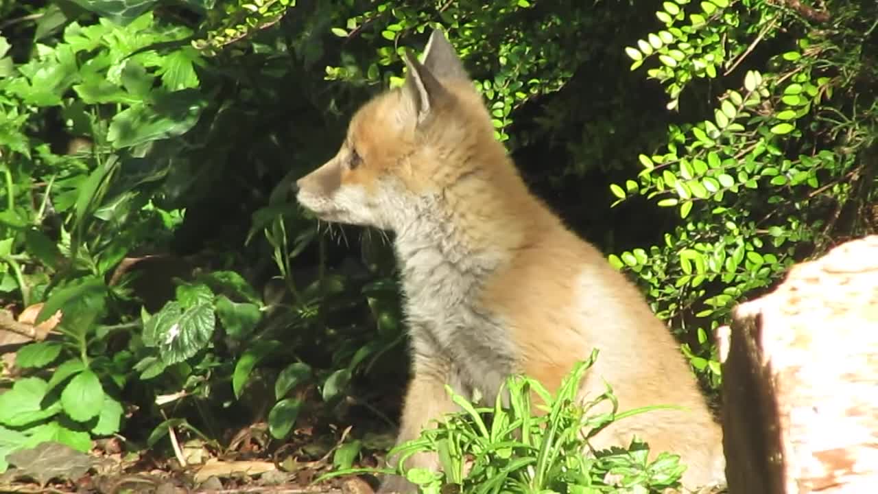 Baby foxes in the backyard