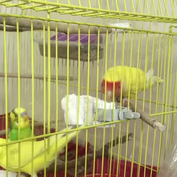 A group of lovebirds eating delicious vitamins