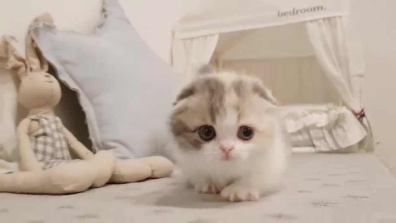 Super Cute short-legged kitten cat