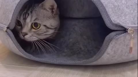 Awww what a cute cat!! 🐈🐈