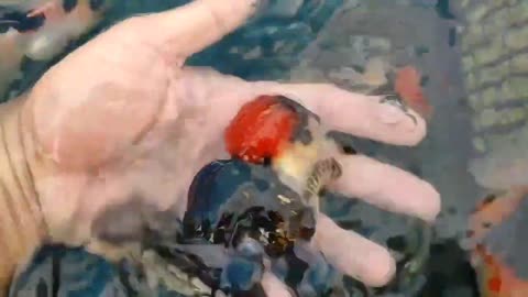 Best quality goldfish collection at goldfish farm-13