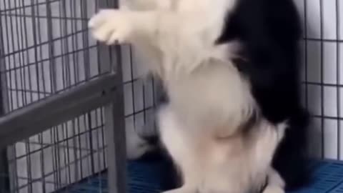 This Doggo gets really scared when he sees THIS.