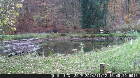Teich121124_Fischreiher