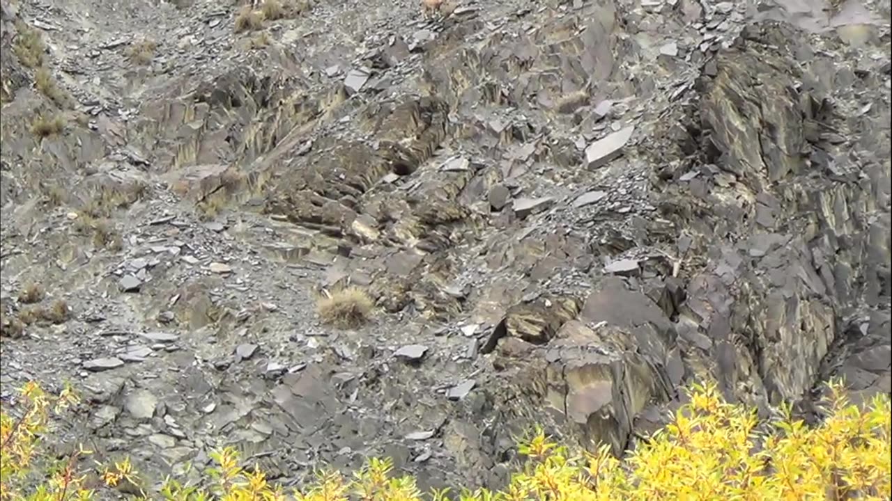 iBEX on Khunjrab Pass