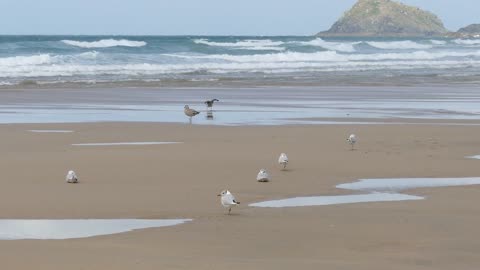 Beach Sand Sea Seaside Seashore Coast Coastal