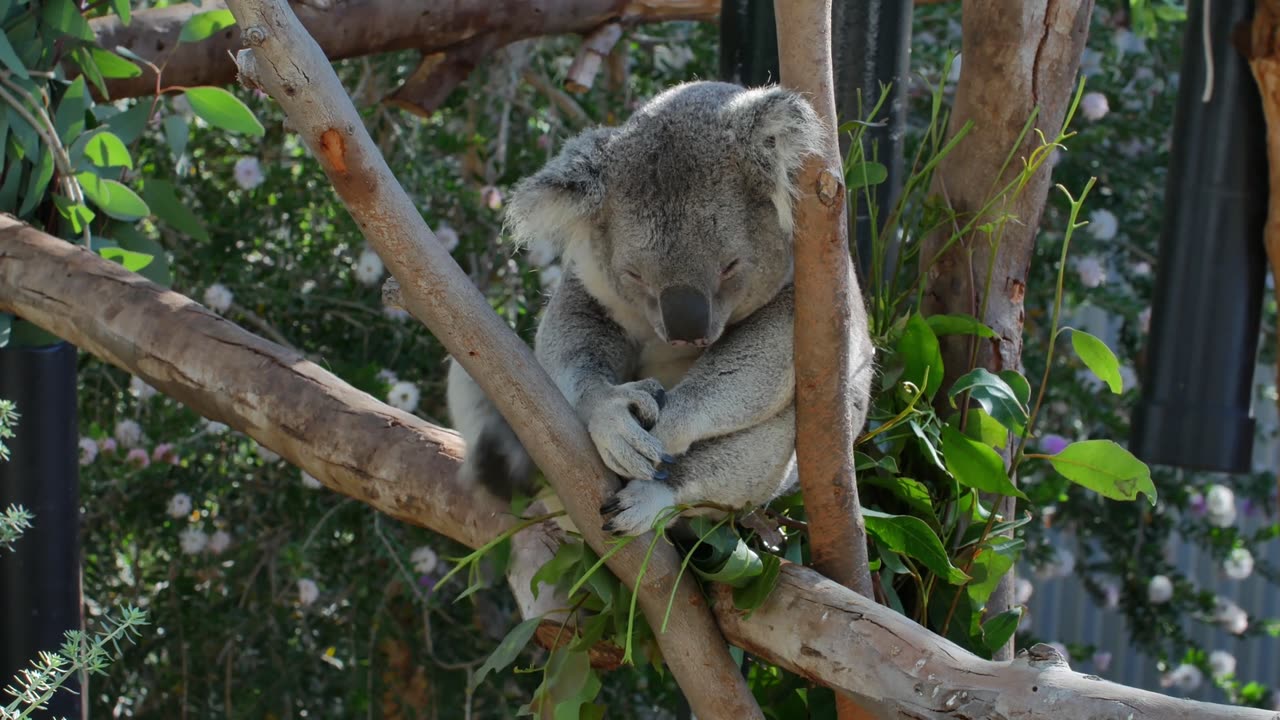 Cuteness in ULTRA HD: KOALA in Stunning 4K