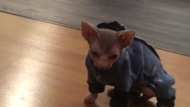 Sphynx kitten wearing pjs for the first time