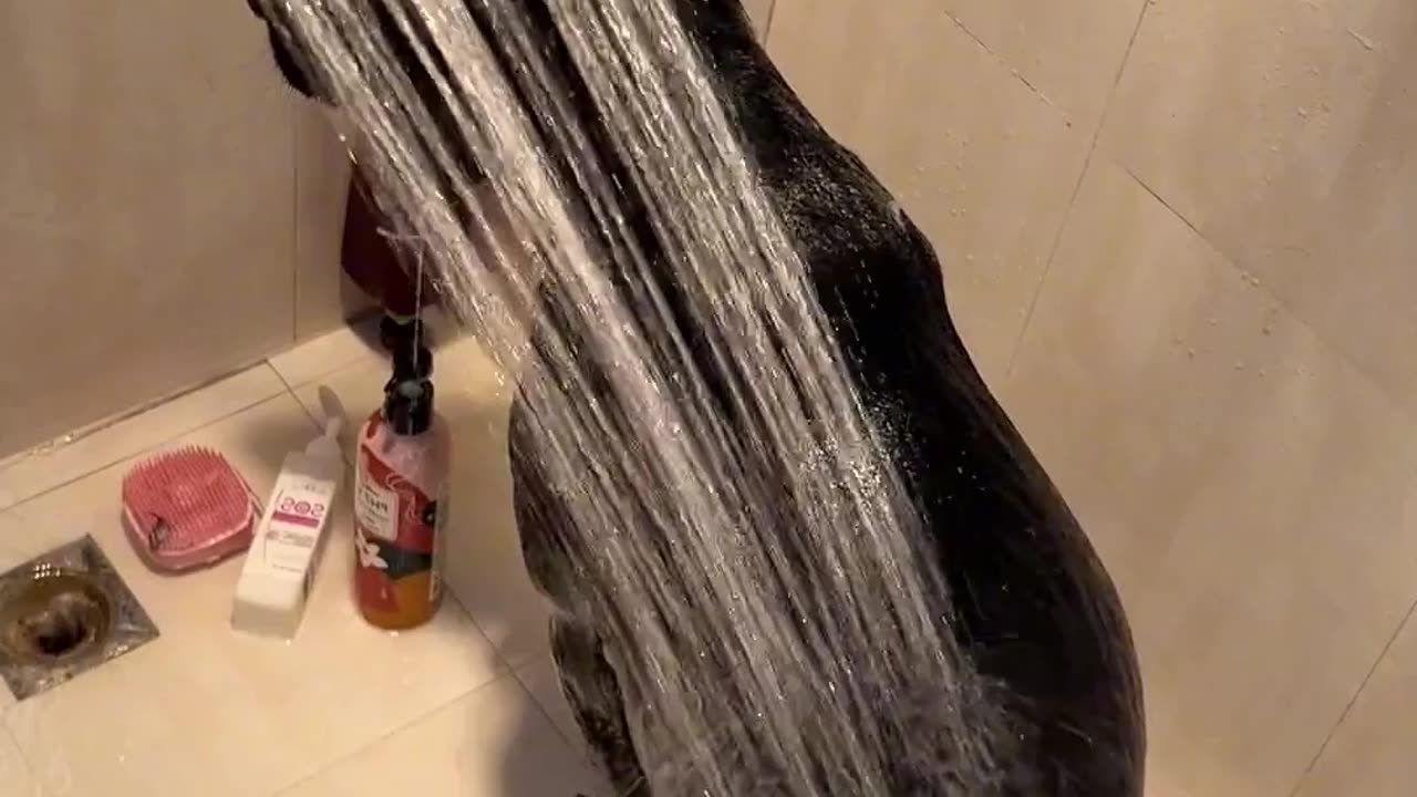 Cute dog taking a bath must watch 🐱