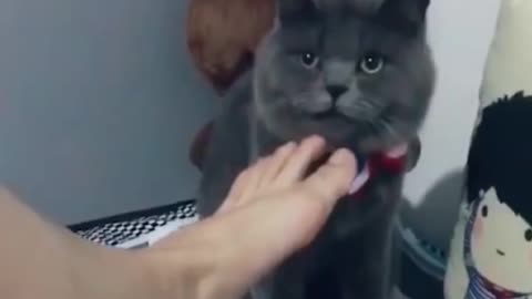 Funny dogs | funny animals cute puppy