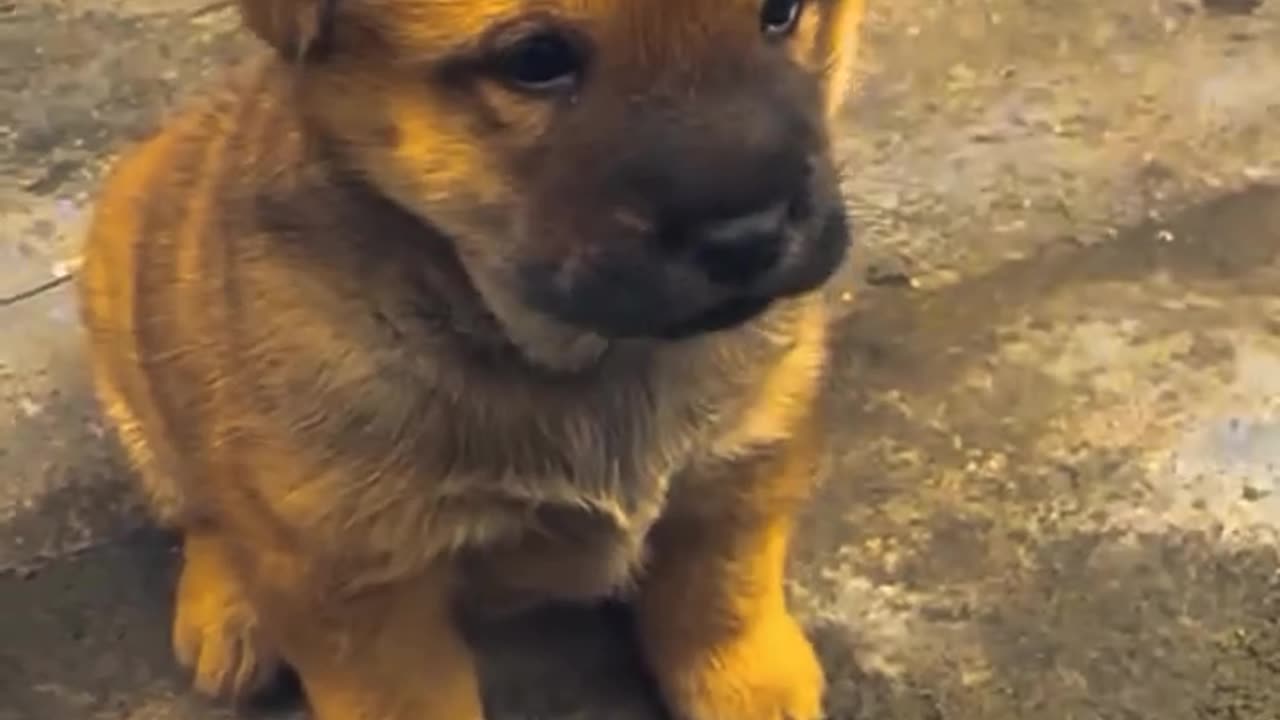 Cute puppy video