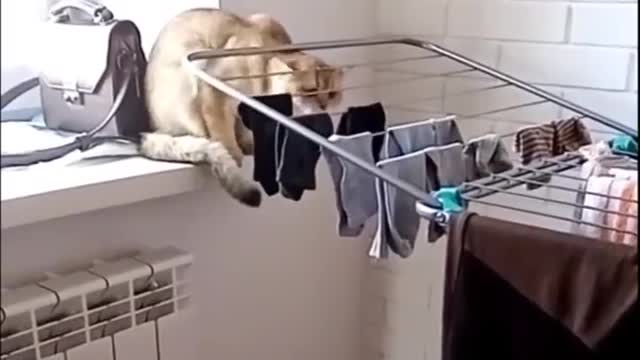 Mischievous cat
