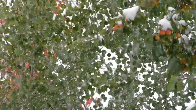 The heavy snow of goose feather fell on the fruit trees like a white quilt.