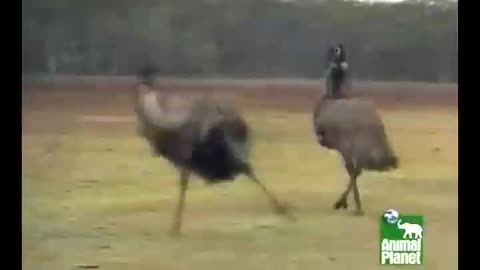 Frisky Emu has the goofiest personality on the farm