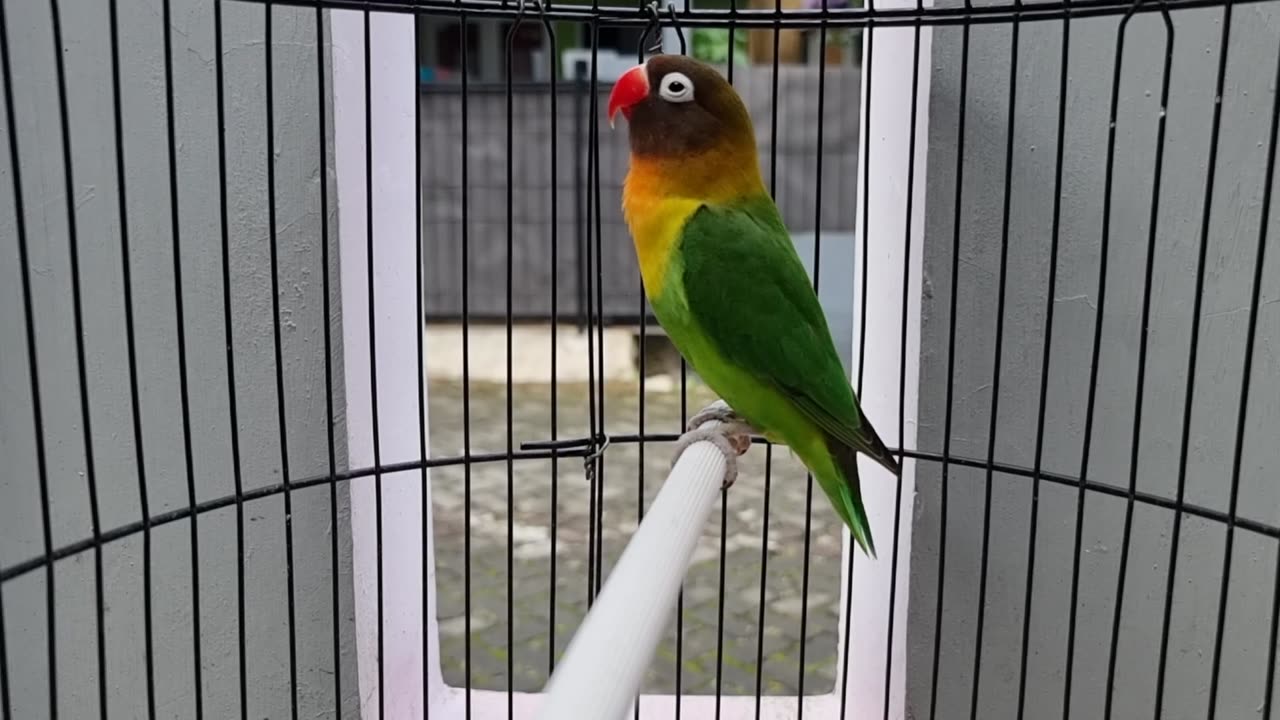 Bird Sounds - Parrot Singing in Cage