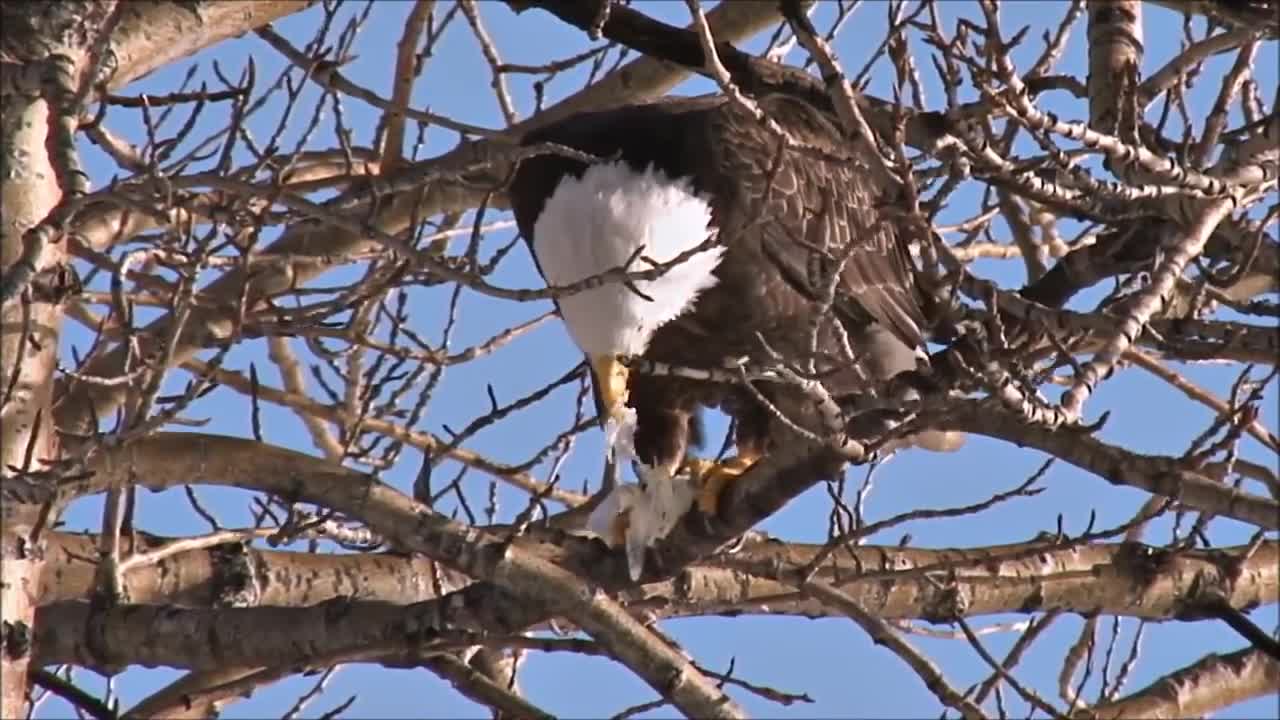 All About Bald Eagles for Kids: Animal Videos for Children - FreeSchool