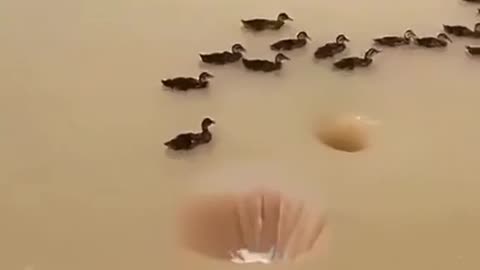 DUCK GOES WEEEEEEEEEE (FUNNY ANIMAL SHORTS #7)