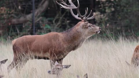 Rykowisko jeleni Jelenia ruja Deer