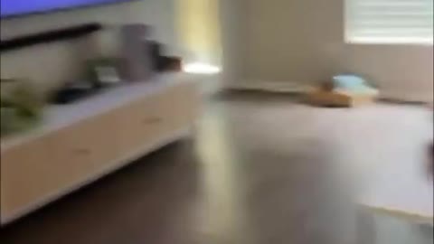 Dog Sitting Straight Wagging Its Tail as It Watches TV