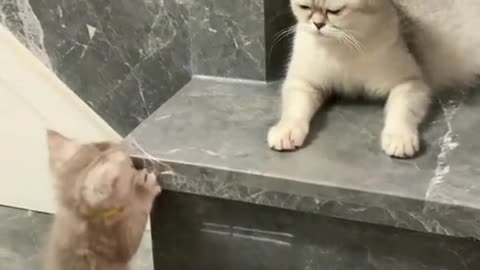 The Charm of Cats Caught on Camera.