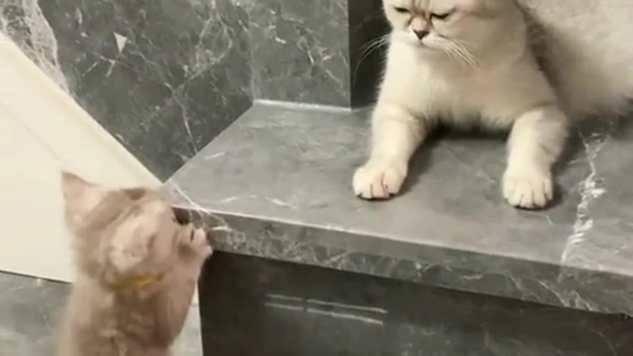 The Charm of Cats Caught on Camera.