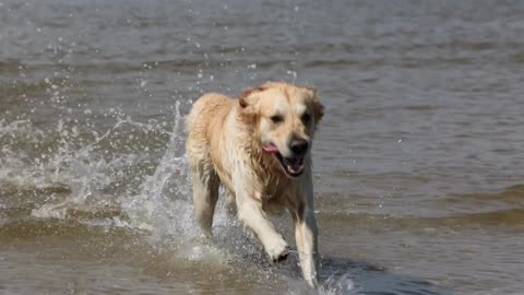 This Dog Training Secret Will Guarantee Perfect Dogs At Home