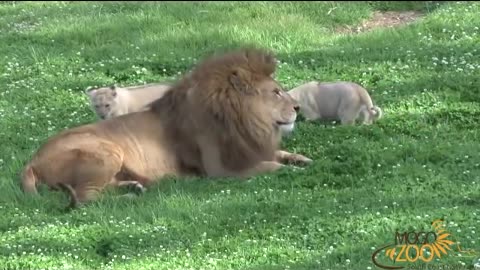 Cute Lion Cubs Playing With Dad at Mogo Zoo