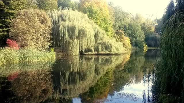 MUZYKA RELAKSACYJNA-ODGŁOSY NATURY