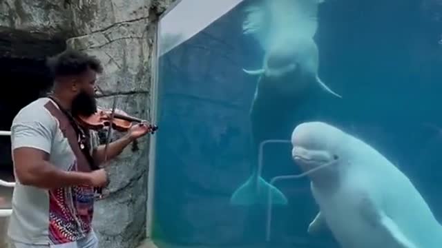 Private performance for the belugas!