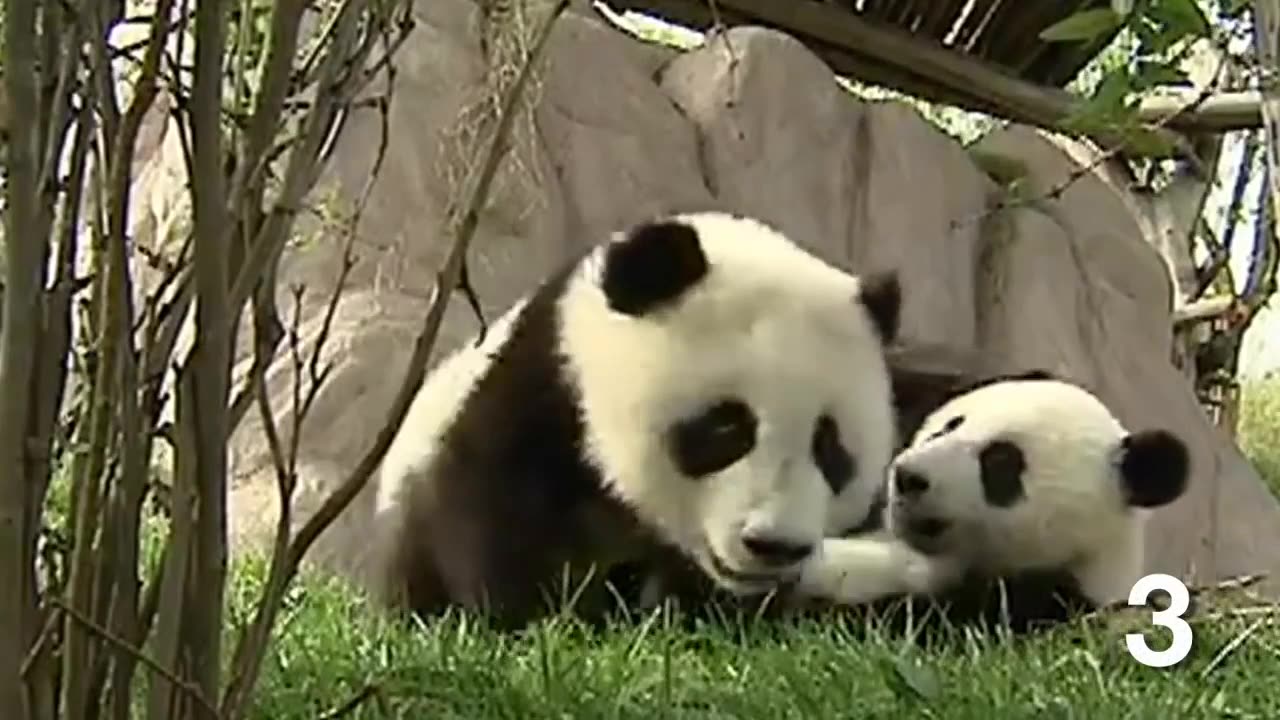 THE CUTEST BABY PANDA #3