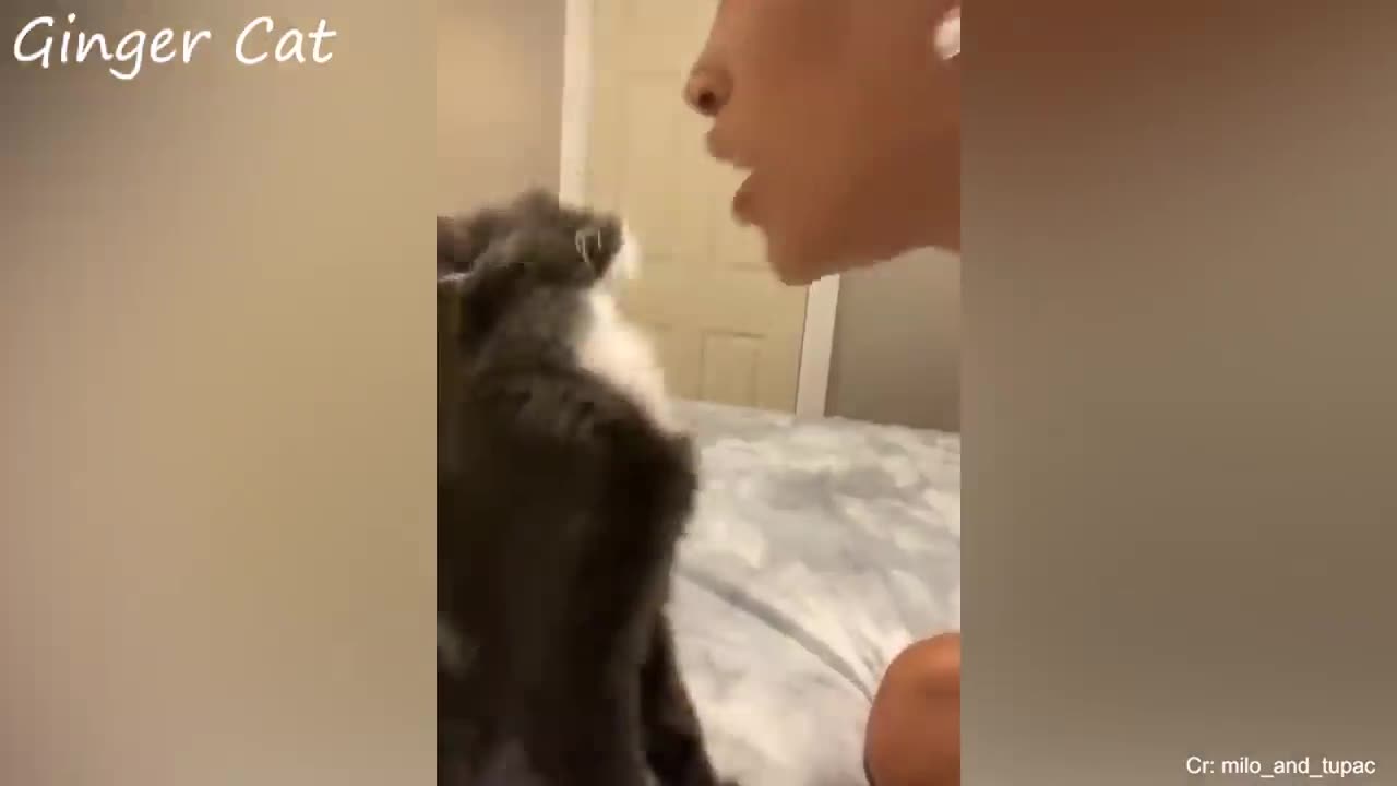 Cute Cats and Their Owner have the Sweetest Moments Of Love Together Cat Love Owner