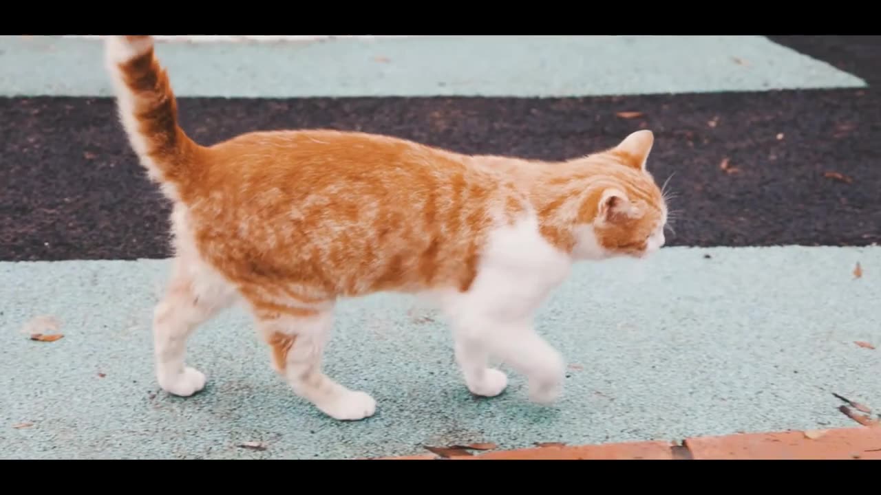Funny Kitty 4