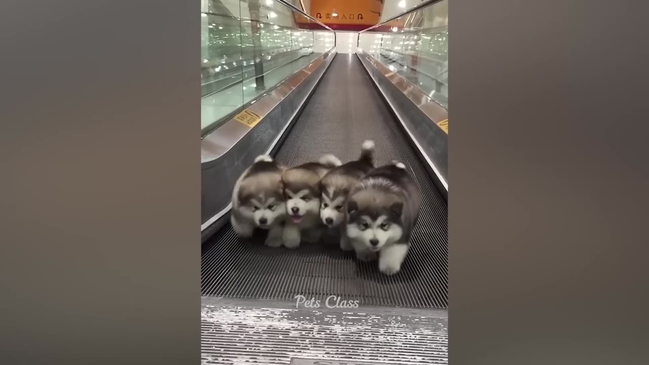 Funniest Animals 2023 π Funny Cats and Dogs Videos πΊπΆ Part 1