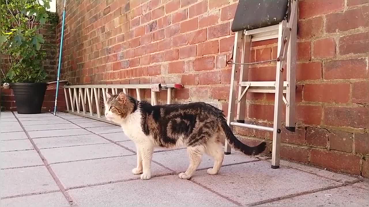 Hungry Stray Cat