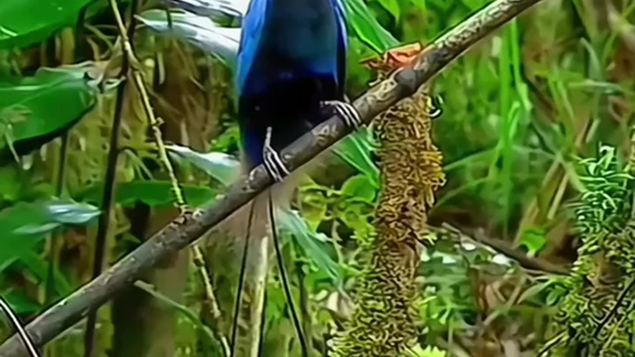 Beautiful Bird paradise