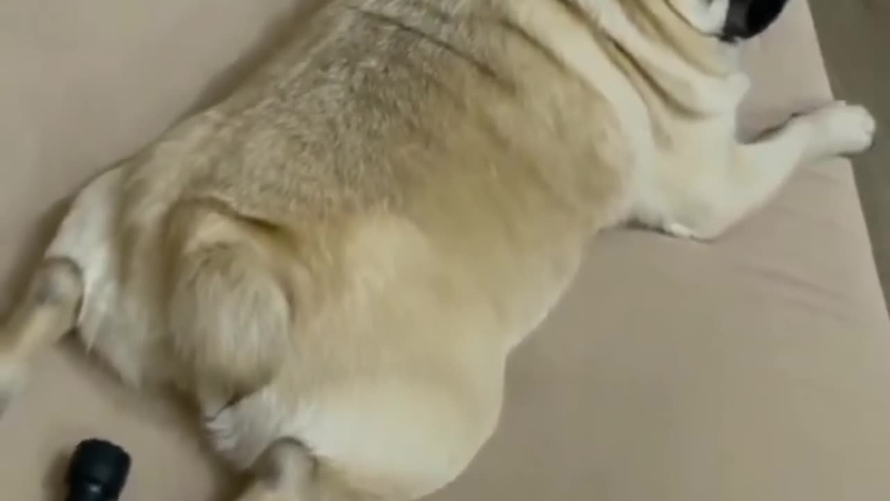 🤣🤣🐕