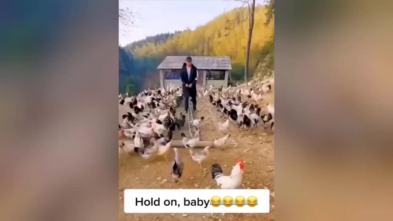 Funny animal videos