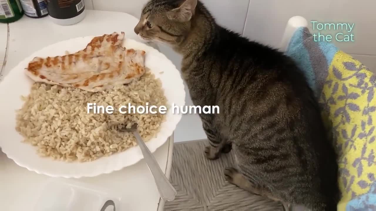 Cat gets offended when i tell him this