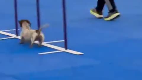 Old doggo trying her best!