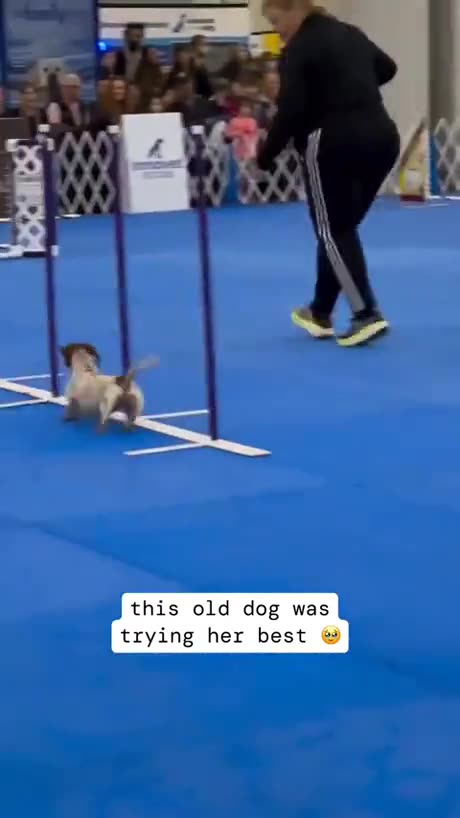 Old doggo trying her best!