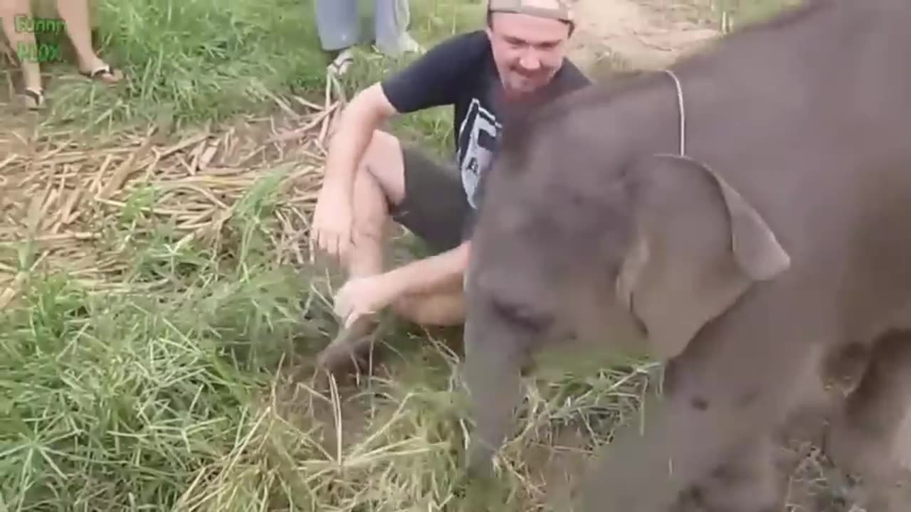 Funny baby elephant😹