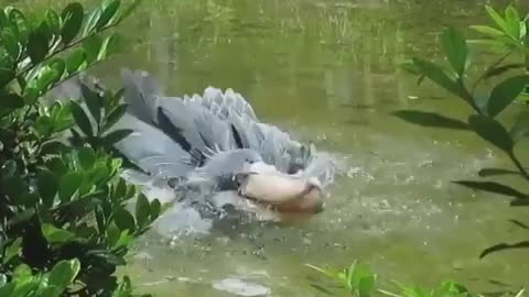 Prehistoric dinosaur looking bird seen in Uganda Shoebill the Dancer