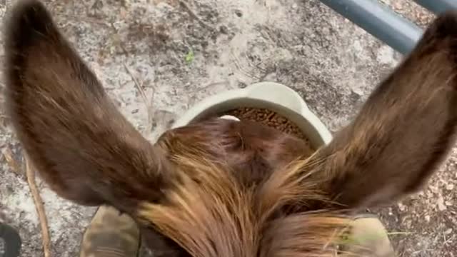 The food is so delicious. Come on, buddy!