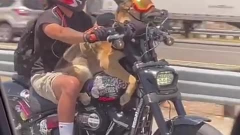 Dog Goes Biking With Owner