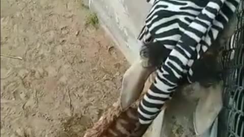 What is this giraffe eating? Do you know?