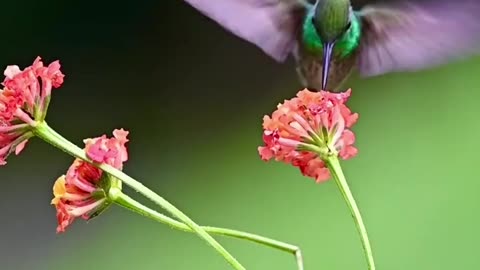 Nature's Symphony: Birds in Their Natural Habitat